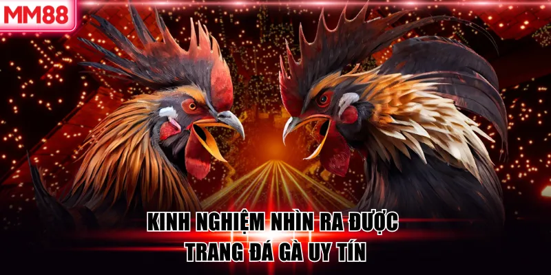 Top 6 Trang Đá Gà Uy Tín 2026 – MM88 Liệt Kê Trang An Toàn 8 Kinh nghiệm nhìn ra được trang đá gà uy tín